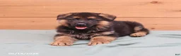 German Shepherd dogs for sale: Gage - Ad 3