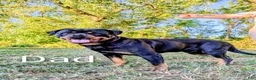 Rottweiler dogs for sale: Raven - Ad 5