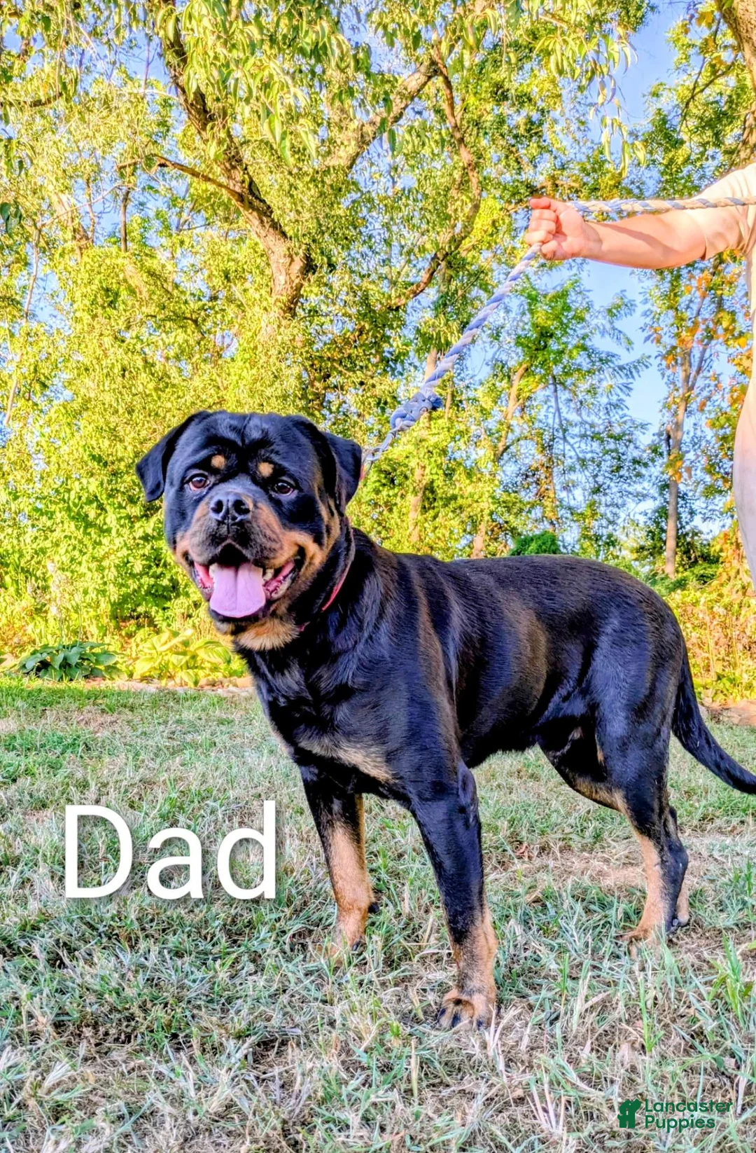 Rottweiler dogs for sale: Raven - Ad 5