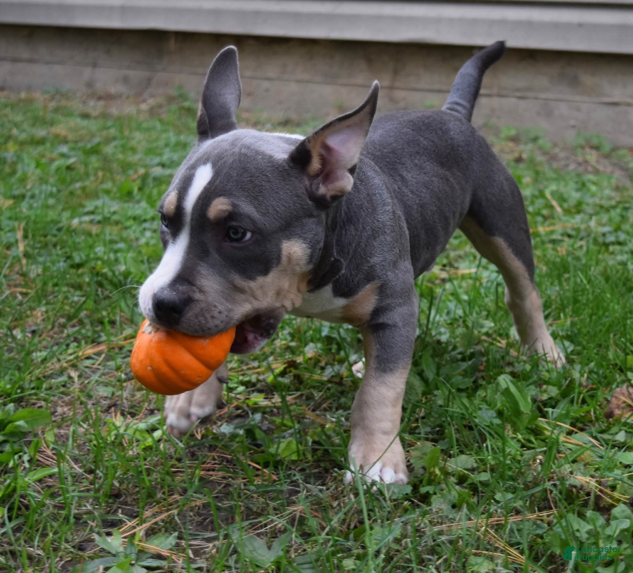 American Bully dogs American Bully 1 - Ad 2
