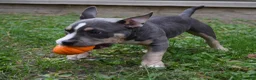 American Bully dogs for sale: American Bully 1 - Ad 2