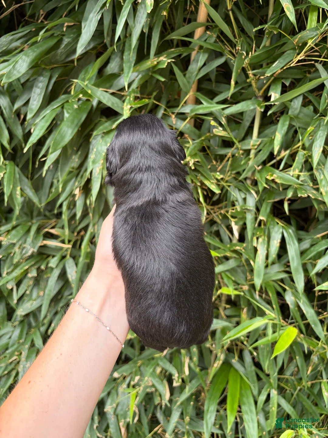 Shih Tzu dogs for sale: Shih Tzu 4 - Ad 2