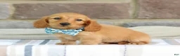 Miniature Dachshund dogs for sale: Olivia  - Ad 2