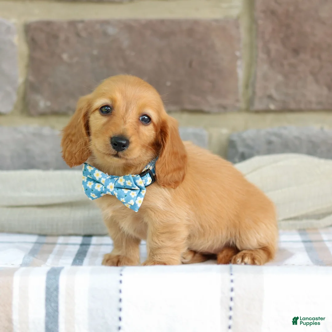 Miniature Dachshund dogs for sale: Olivia  - Ad 2