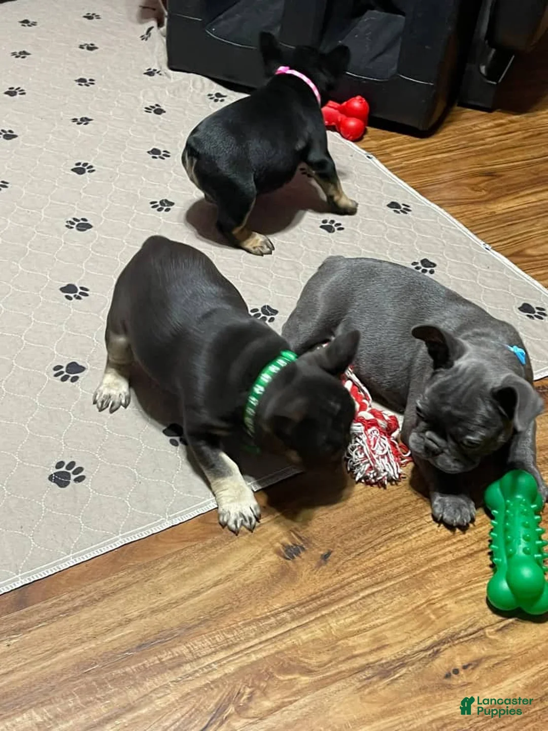 French Bulldog dogs for sale: French Bulldog Puppy 2 - Ad 1