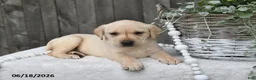 Labrador Retriever dogs for sale: Renae - Ad 3
