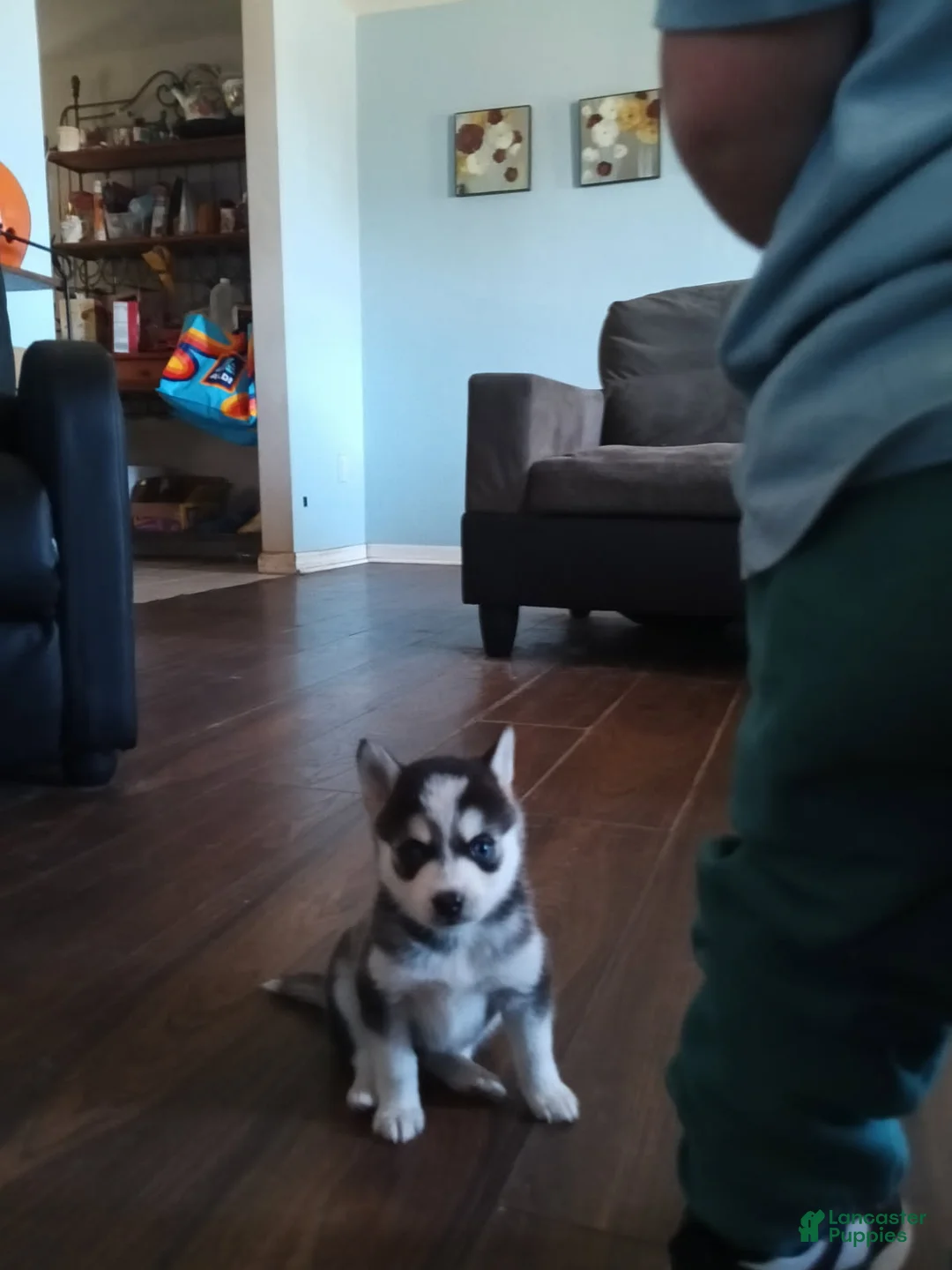 Pomsky dogs for sale: Pomsky Puppy 2 - Ad 3