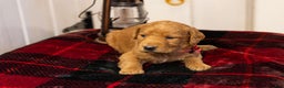 Labradoodle dogs for sale: Landon - Ad 1