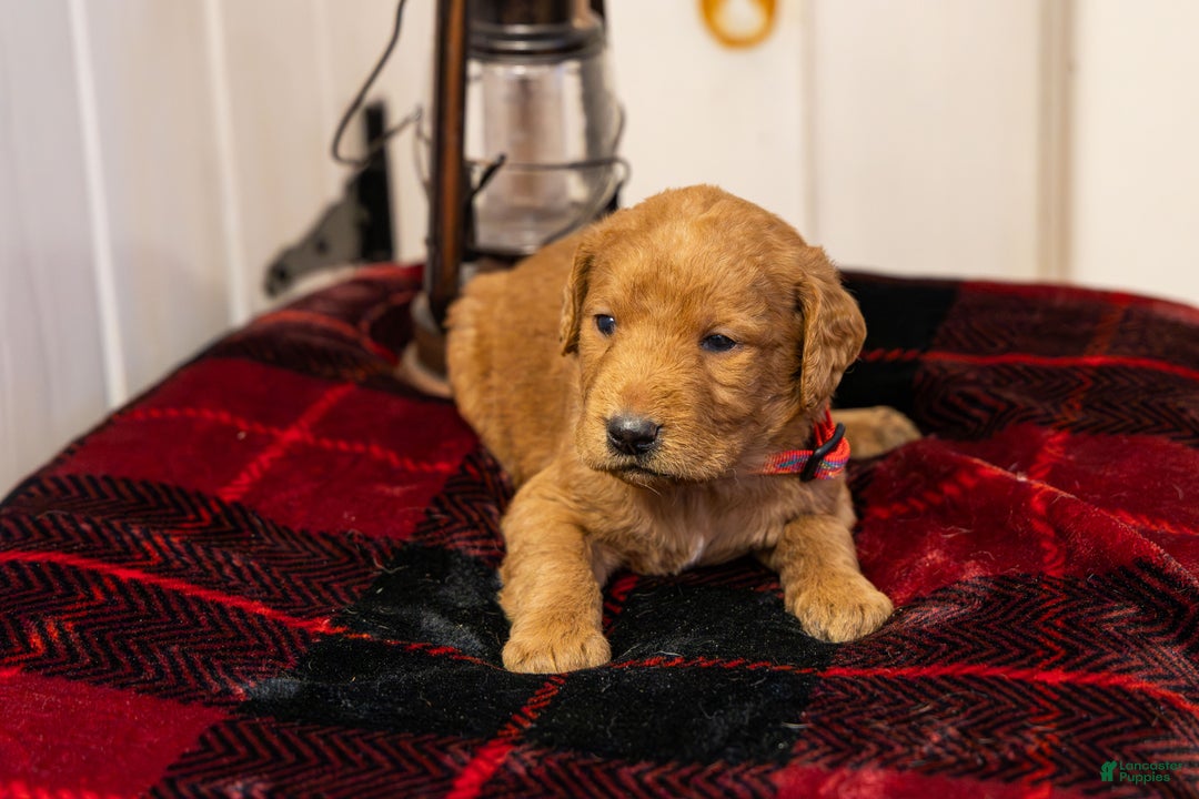 Labradoodle dogs for sale: Landon - Ad 1