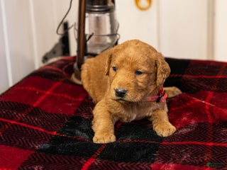 Labradoodle dogs Landon - Ad 23