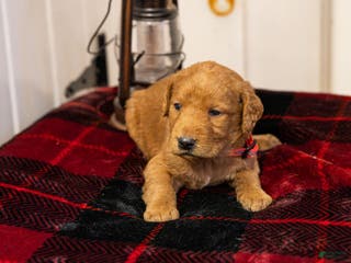 Labradoodle dogs Landon - Ad 13