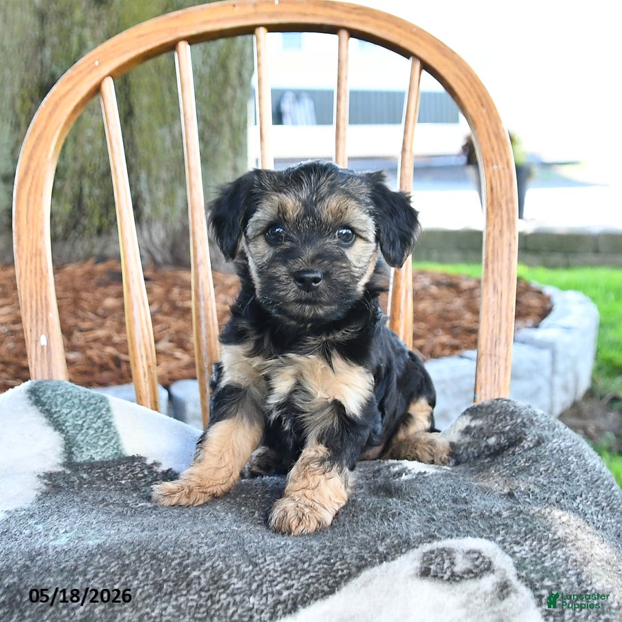 Yorkshire Terrier dogs for sale: Mocha - Ad 4