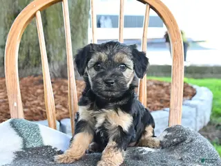 Yorkshire Terrier dogs for sale: Mocha - Ad 4