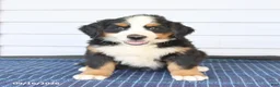 Bernese Mountain Dog dogs for sale: Mister - Ad 3