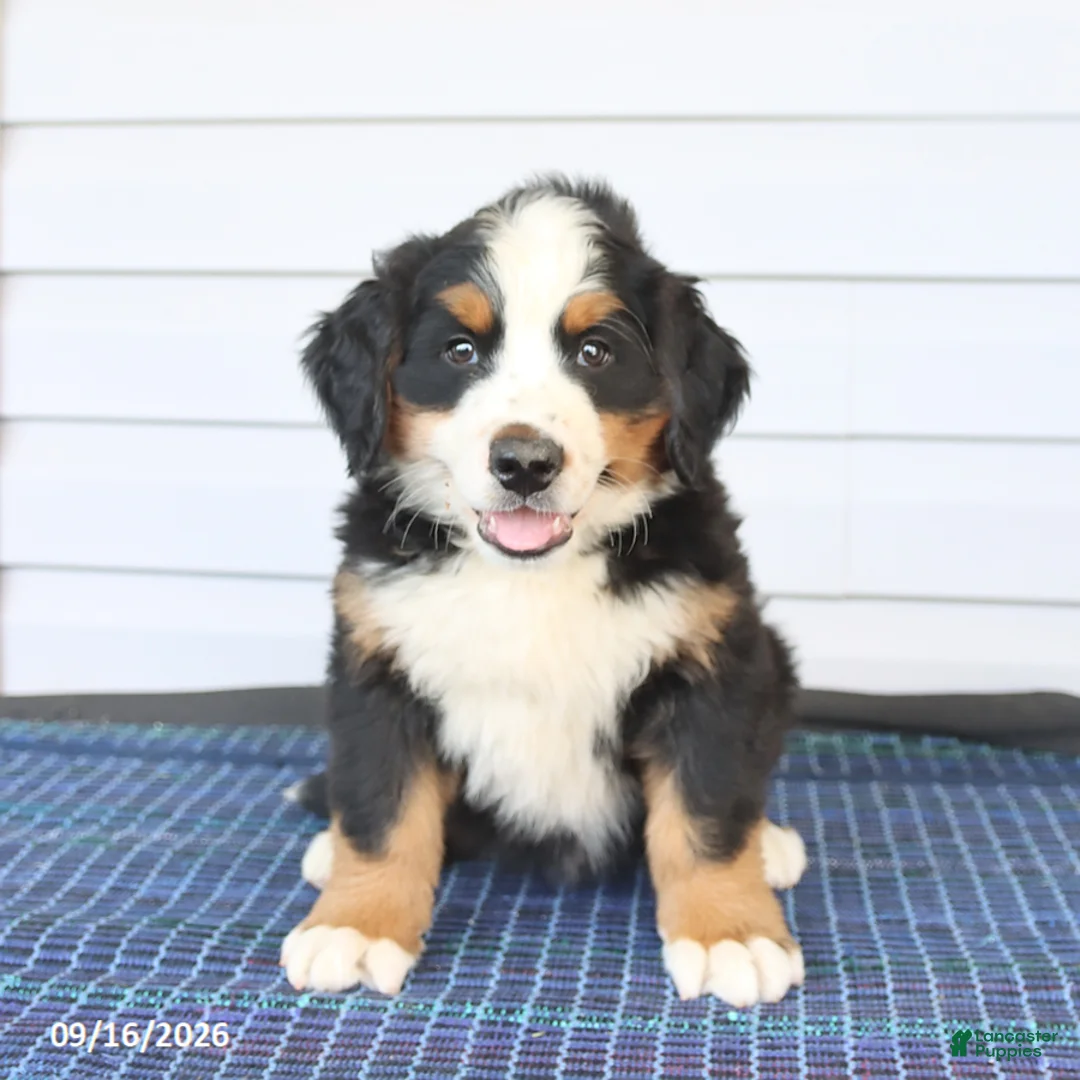 Bernese Mountain Dog dogs for sale: Mister - Ad 3