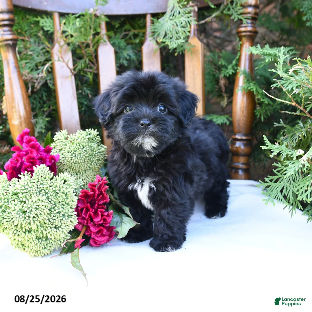 Havapoo dogs for sale: Zuri - Ad 2