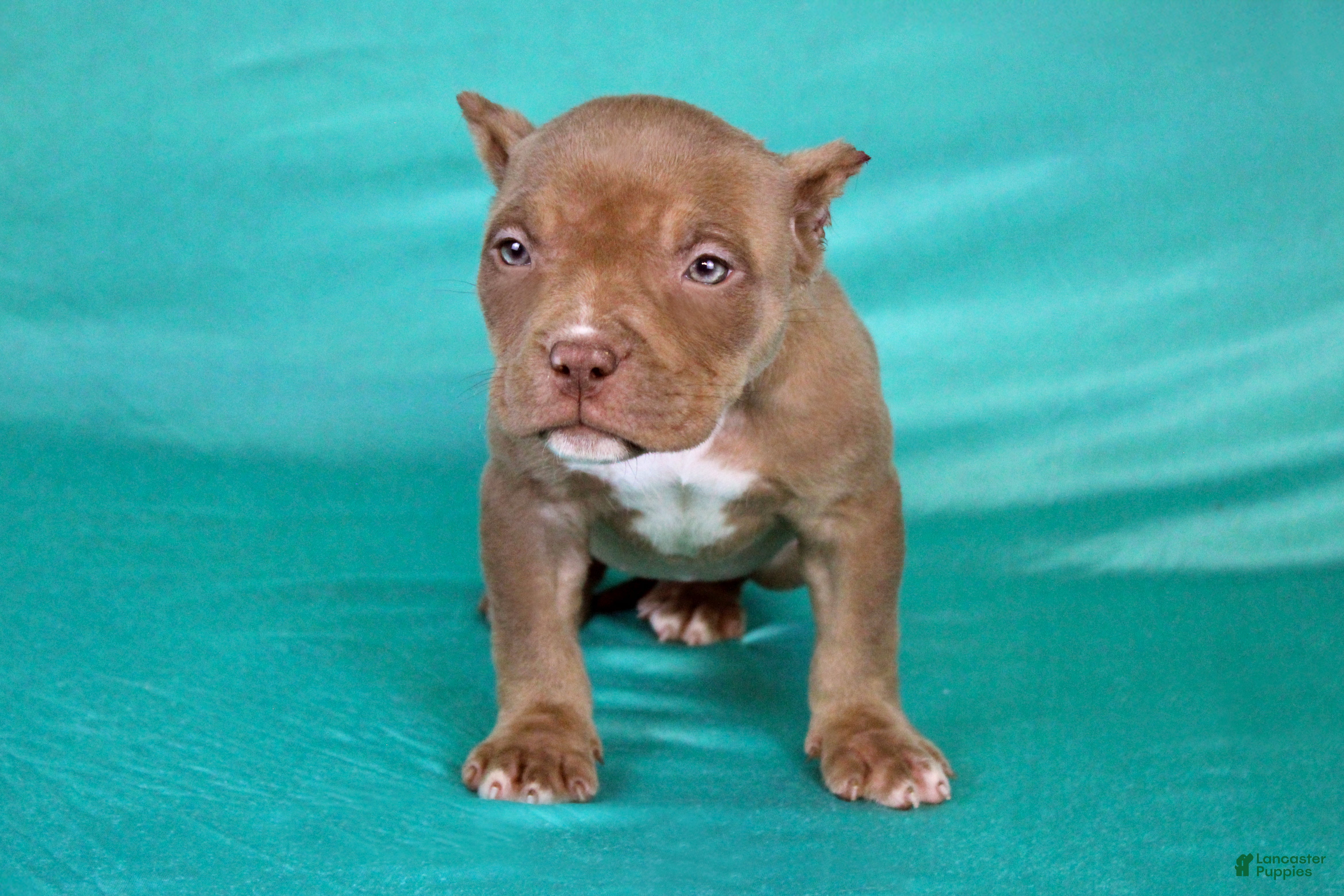 American Bully dogs Chocolate Female - Ad 22