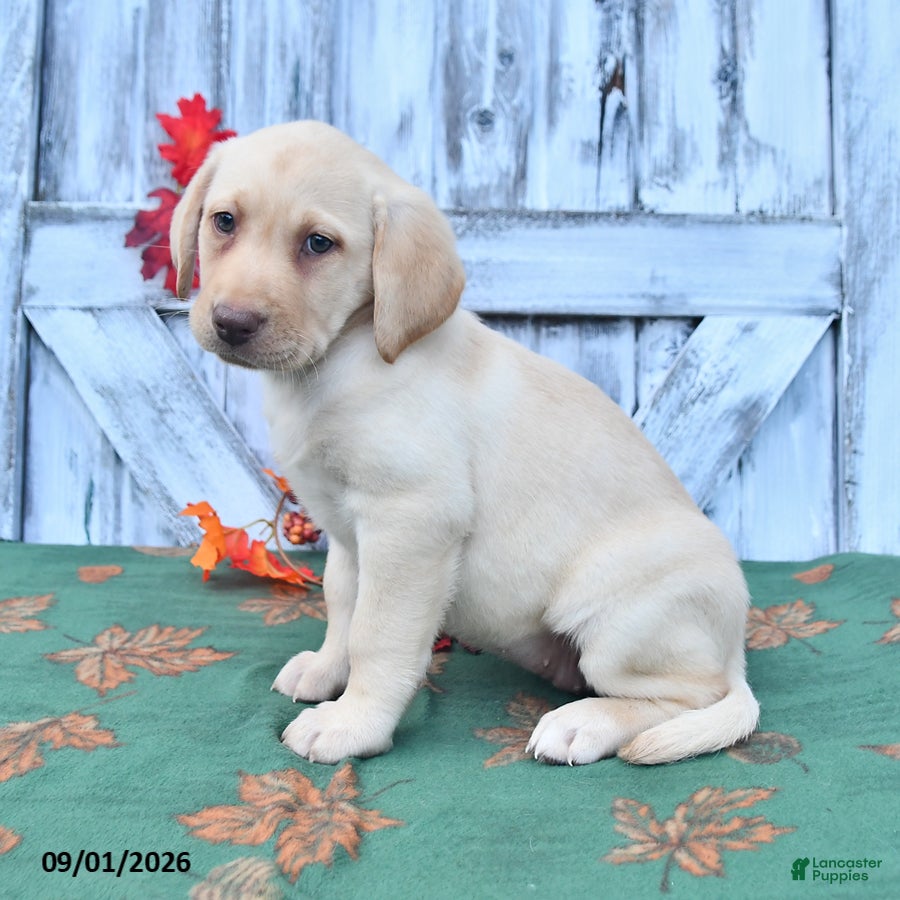 Labrador Retriever dogs Haley - Ad 2