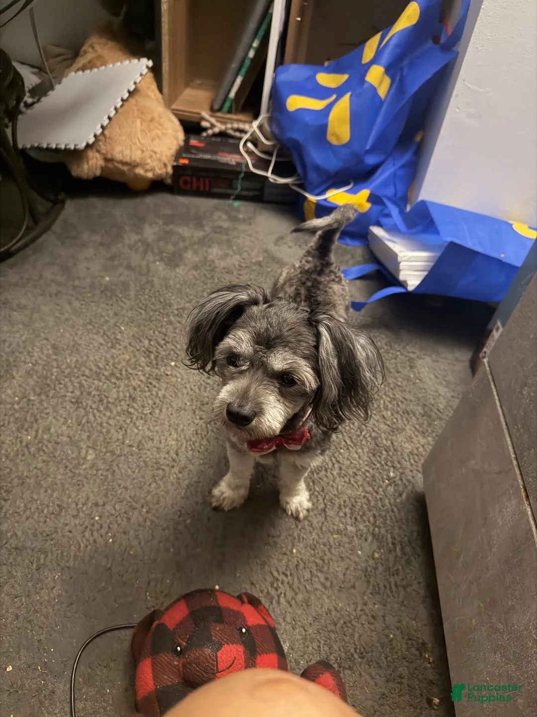 Mixed Breed dogs for sale: Mixed Breed 1 - Ad 1