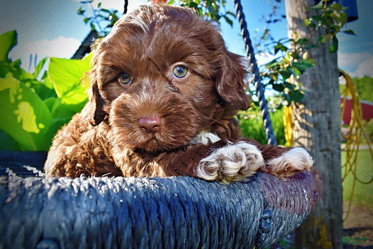 Havapoo dogs Chewy - Ad 2