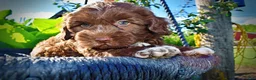 Havapoo dogs for sale: Chewy - Ad 2