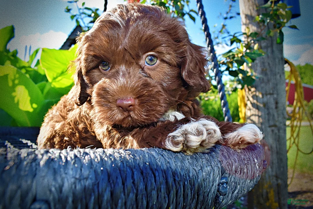 Havapoo dogs for sale: Chewy - Ad 2