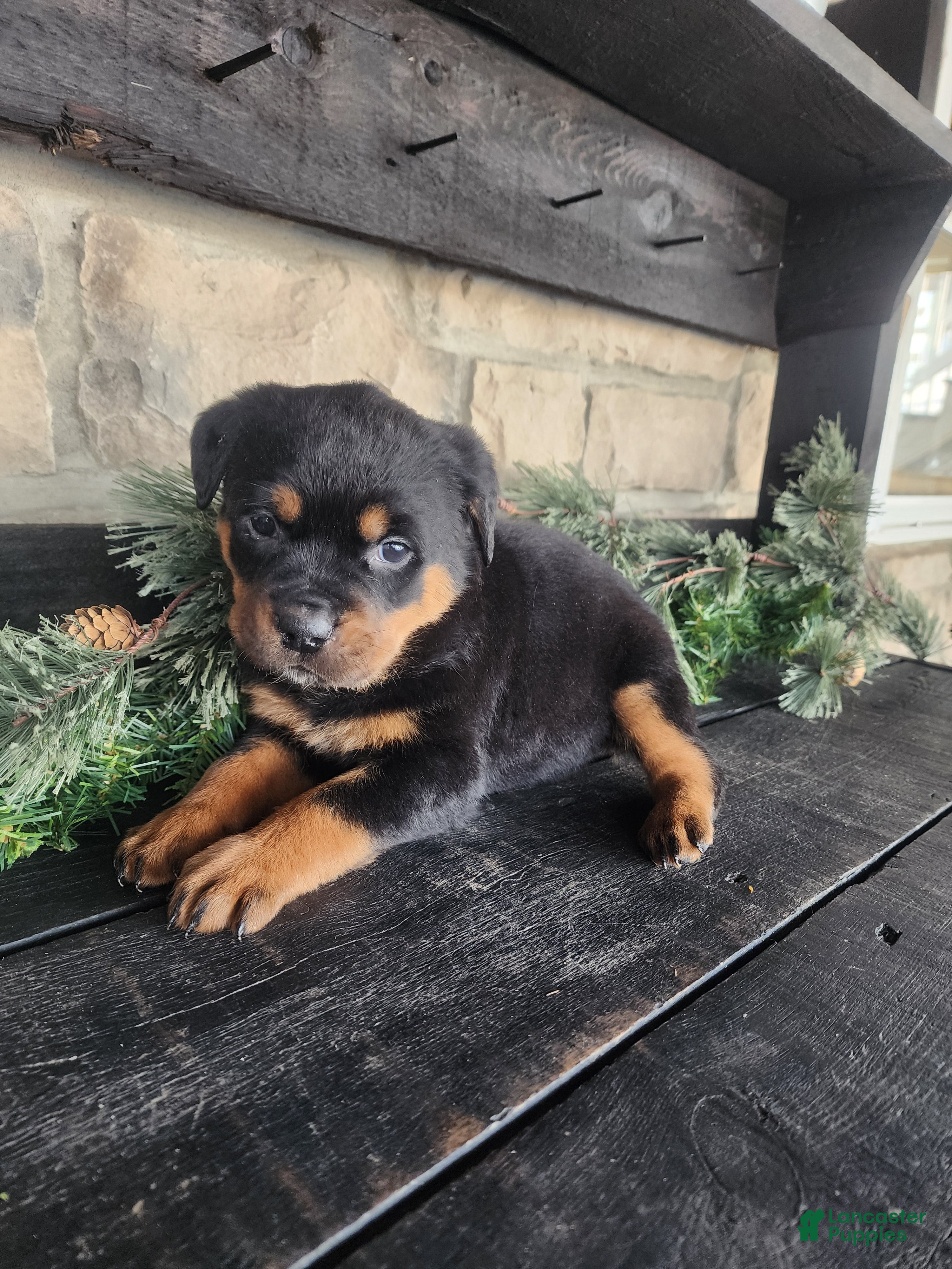 Rottweiler dogs Bella - Ad 1