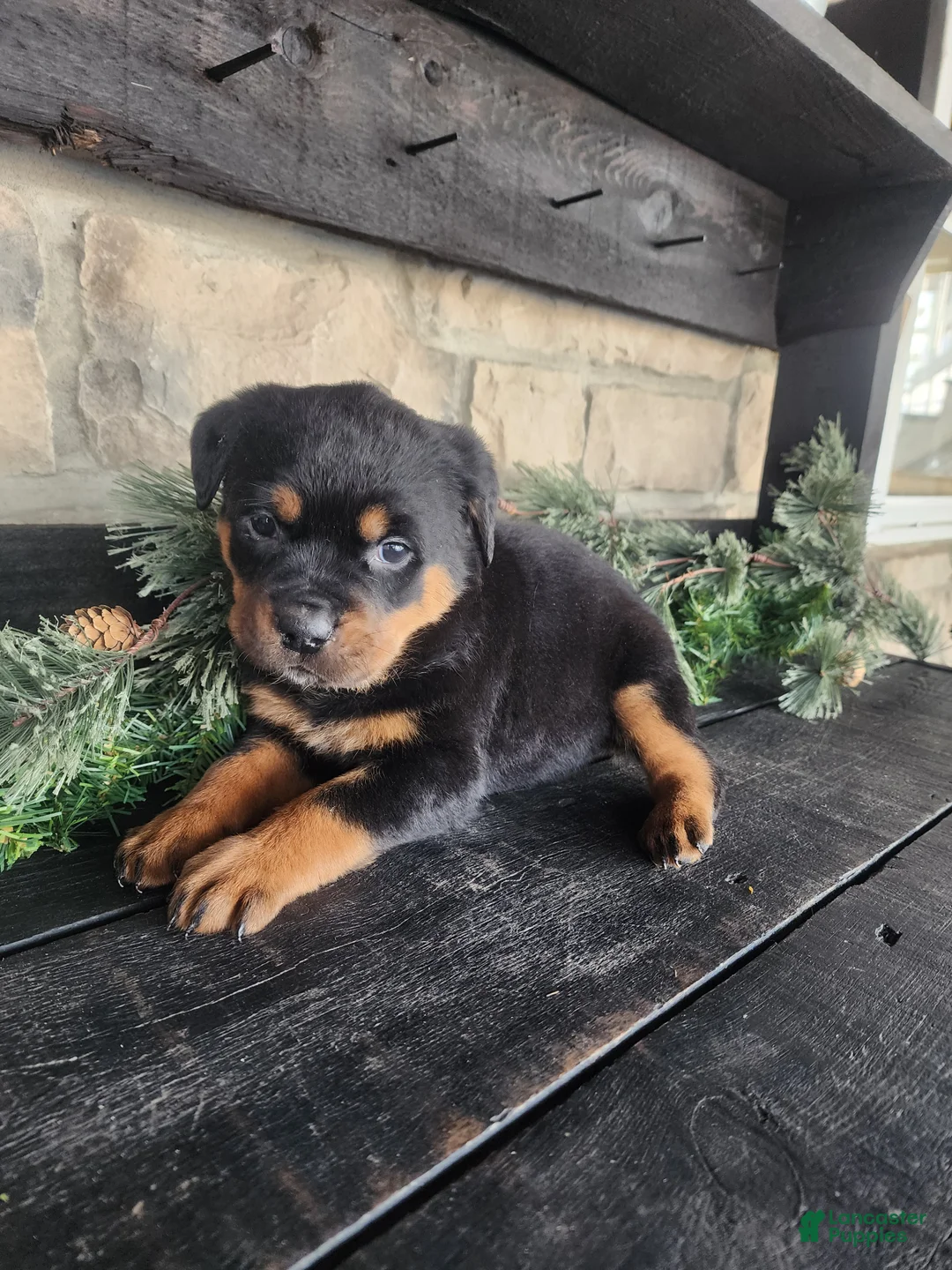 Rottweiler dogs for sale: Bella - Ad 1