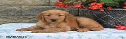Golden Retriever dogs for sale: Amber - Ad 2