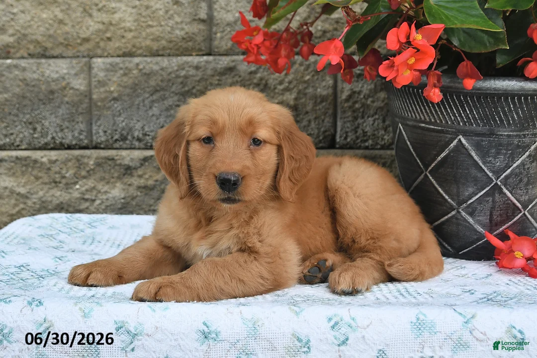 Golden Retriever dogs for sale: Amber - Ad 2