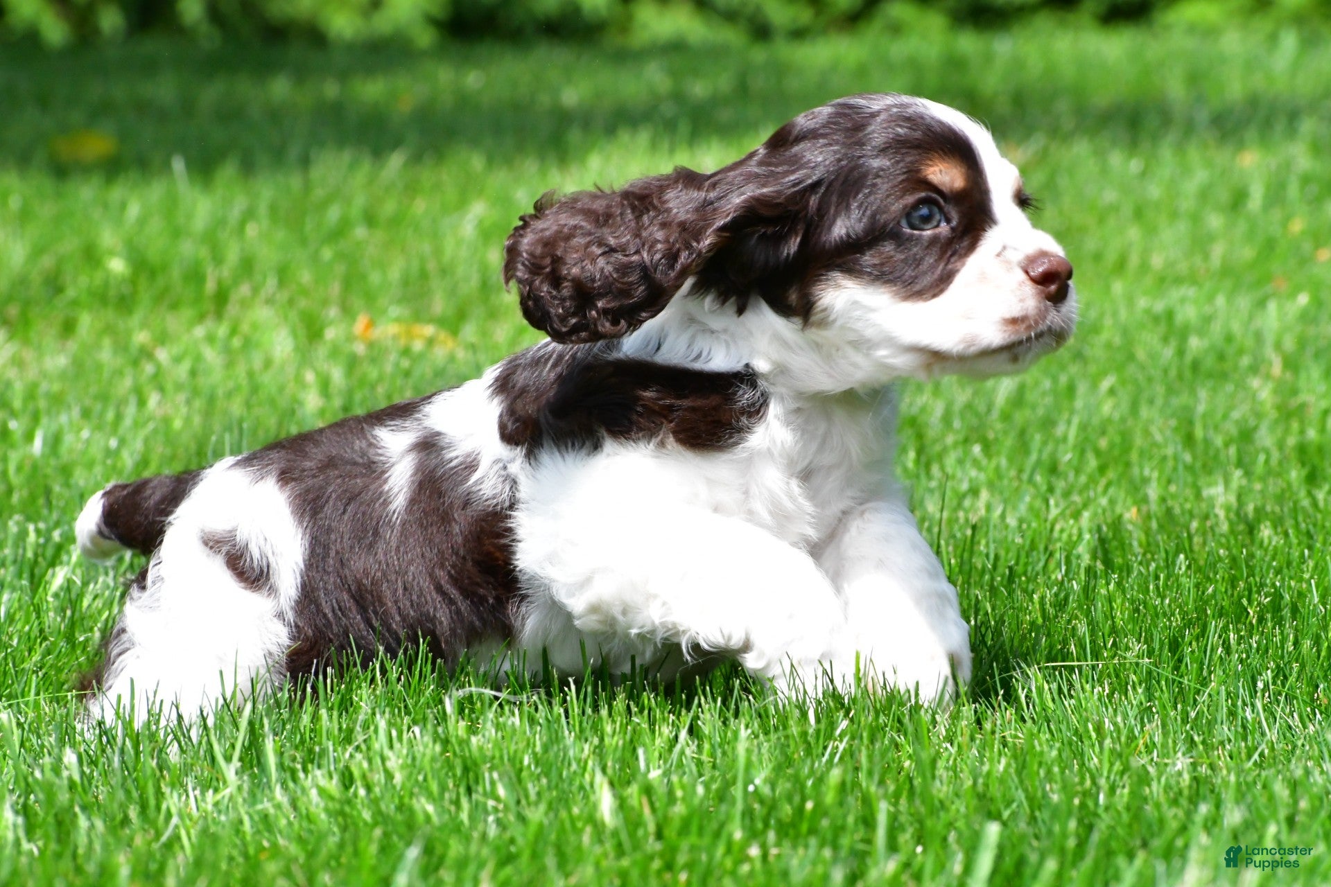 Cocker Spaniel dogs russell - Ad 2