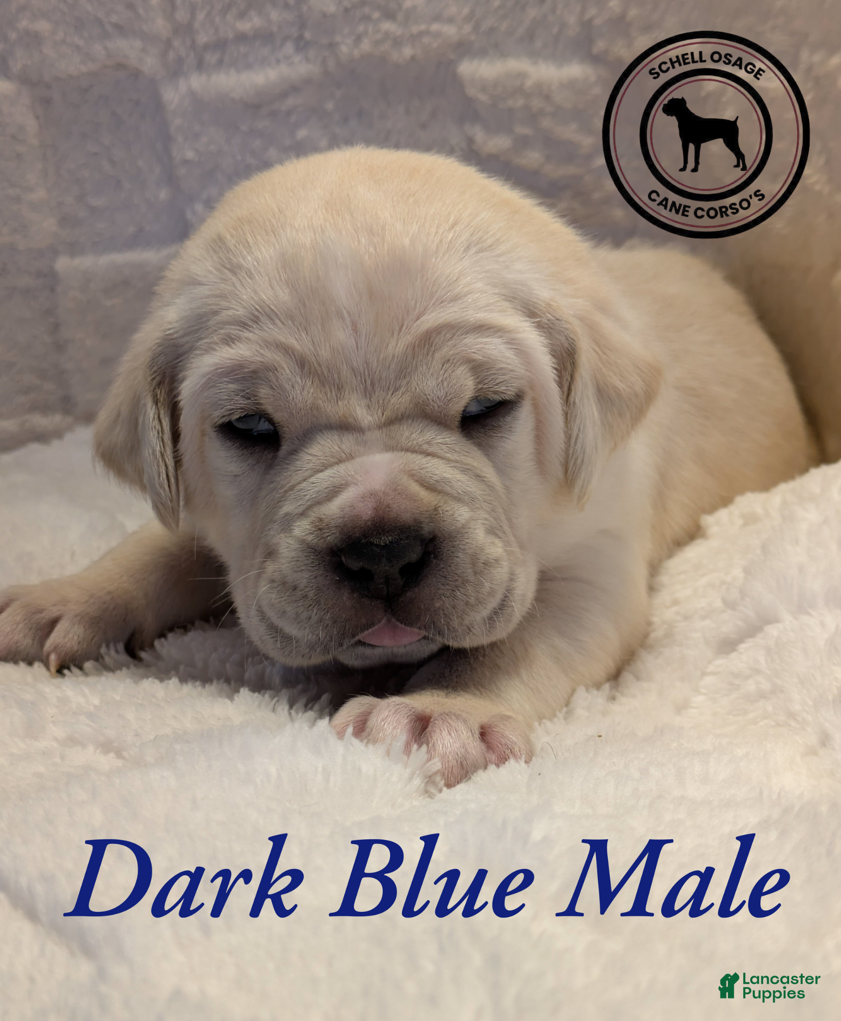 Cane Corso dogs Dark Blue - Ad 17