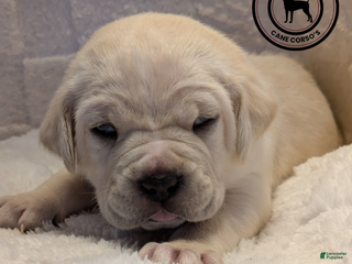 Cane Corso dogs Dark Blue - Ad 1