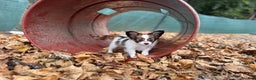 Papillon dogs for sale: Ember - Ad 5