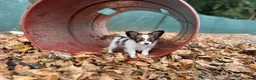 Papillon dogs for sale: Ember - Ad 9