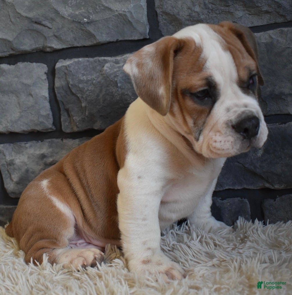 Mixed Breed dogs Tank  - Ad 33