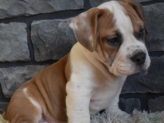 Mixed Breed dogs Tank - Ad 33