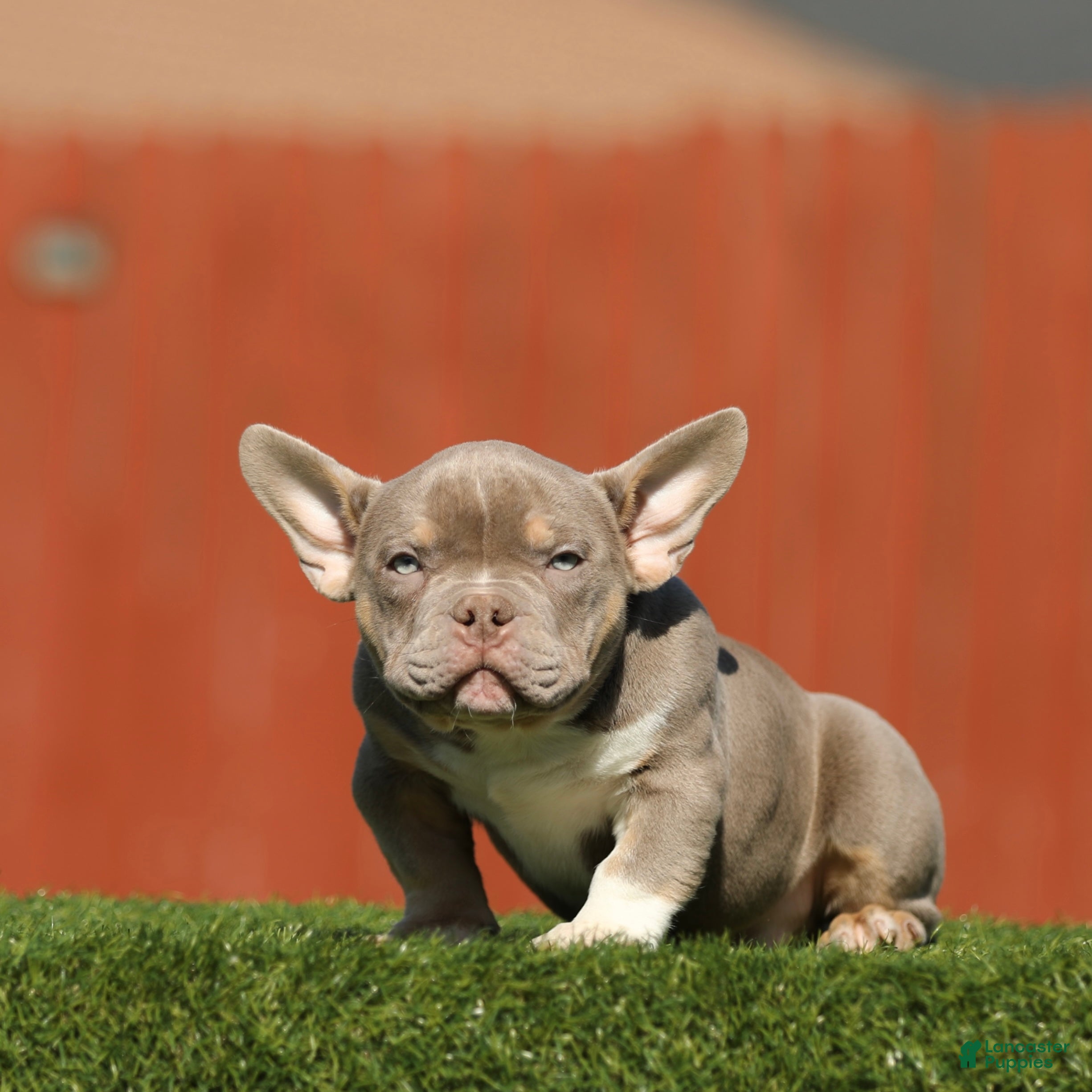 American Bully dogs American Bully Puppy 1 - Ad 14