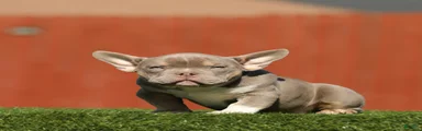 American Bully Puppy 1