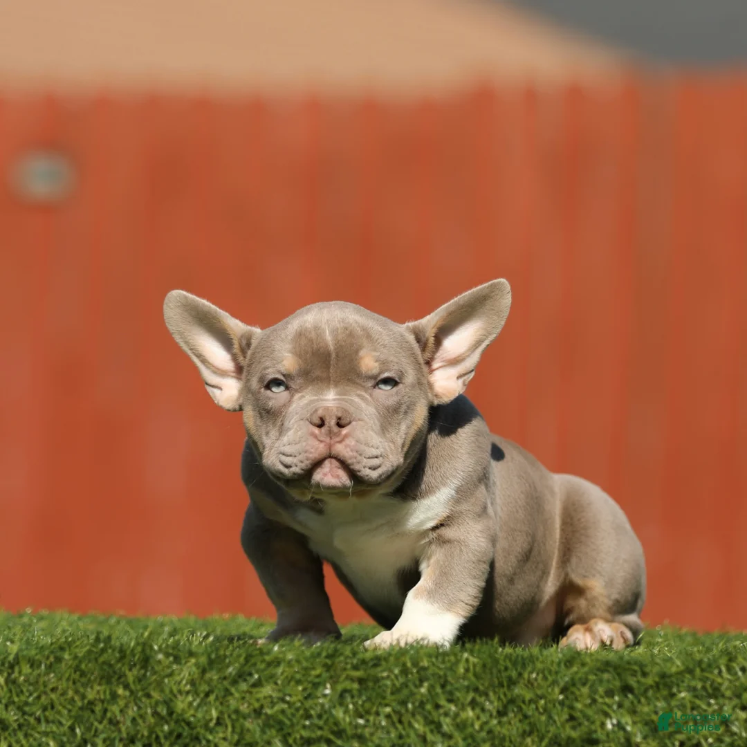 American Bully dogs for sale: American Bully Puppy 1 - Ad 1