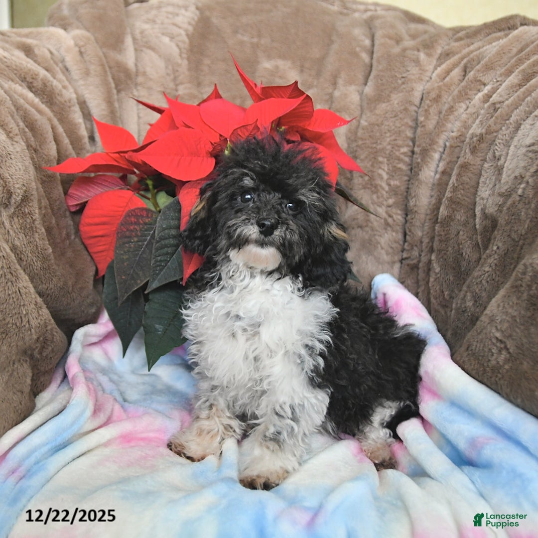 Toy Poodle dogs for sale: Kody - Ad 1