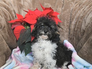 Toy Poodle dogs Kody - Ad 8