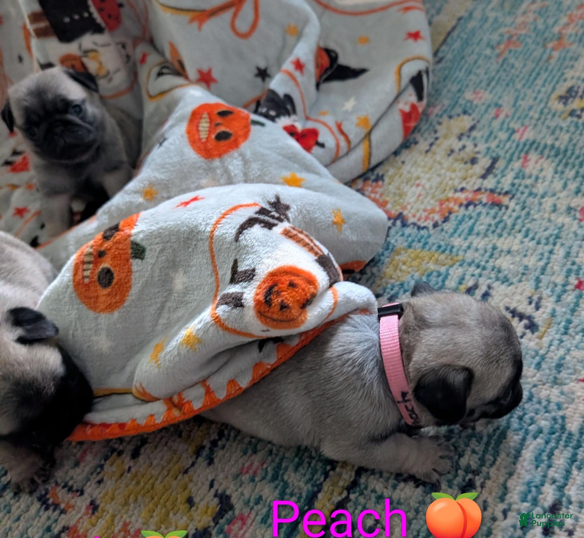 Pug dogs Pug 5 - Ad 1