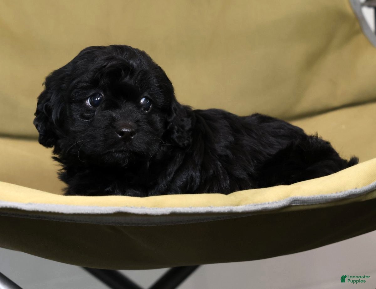 Cavapoo dogs Laura - Ad 2