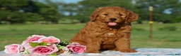 Mini Goldendoodle dogs for sale: Wisper - Ad 1