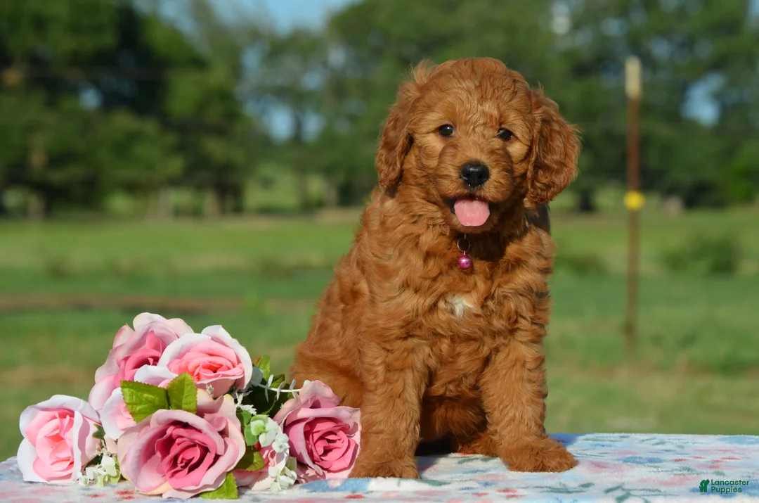 Mini Goldendoodle dogs for sale: Wisper - Ad 1