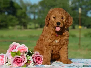 Mini Goldendoodle dogs for sale: Wisper - Ad 3