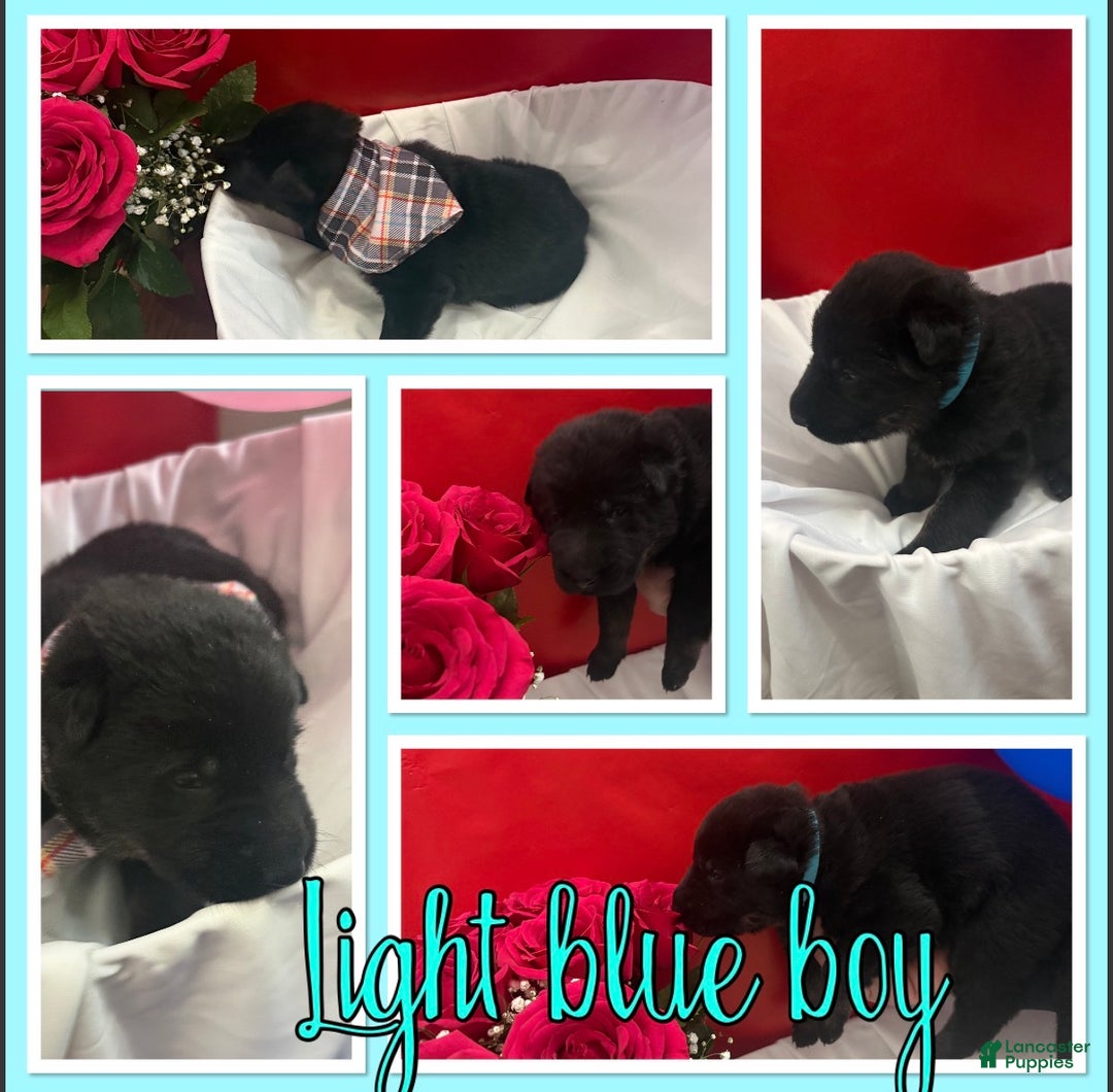 German Shepherd dogs for sale: Cupid - Ad 1