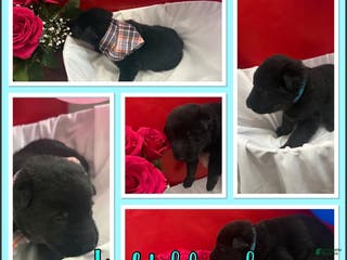 German Shepherd dogs Cupid - Ad 39