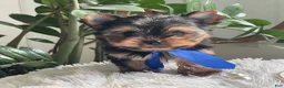 Yorkshire Terrier dogs for sale: Taco - Ad 12